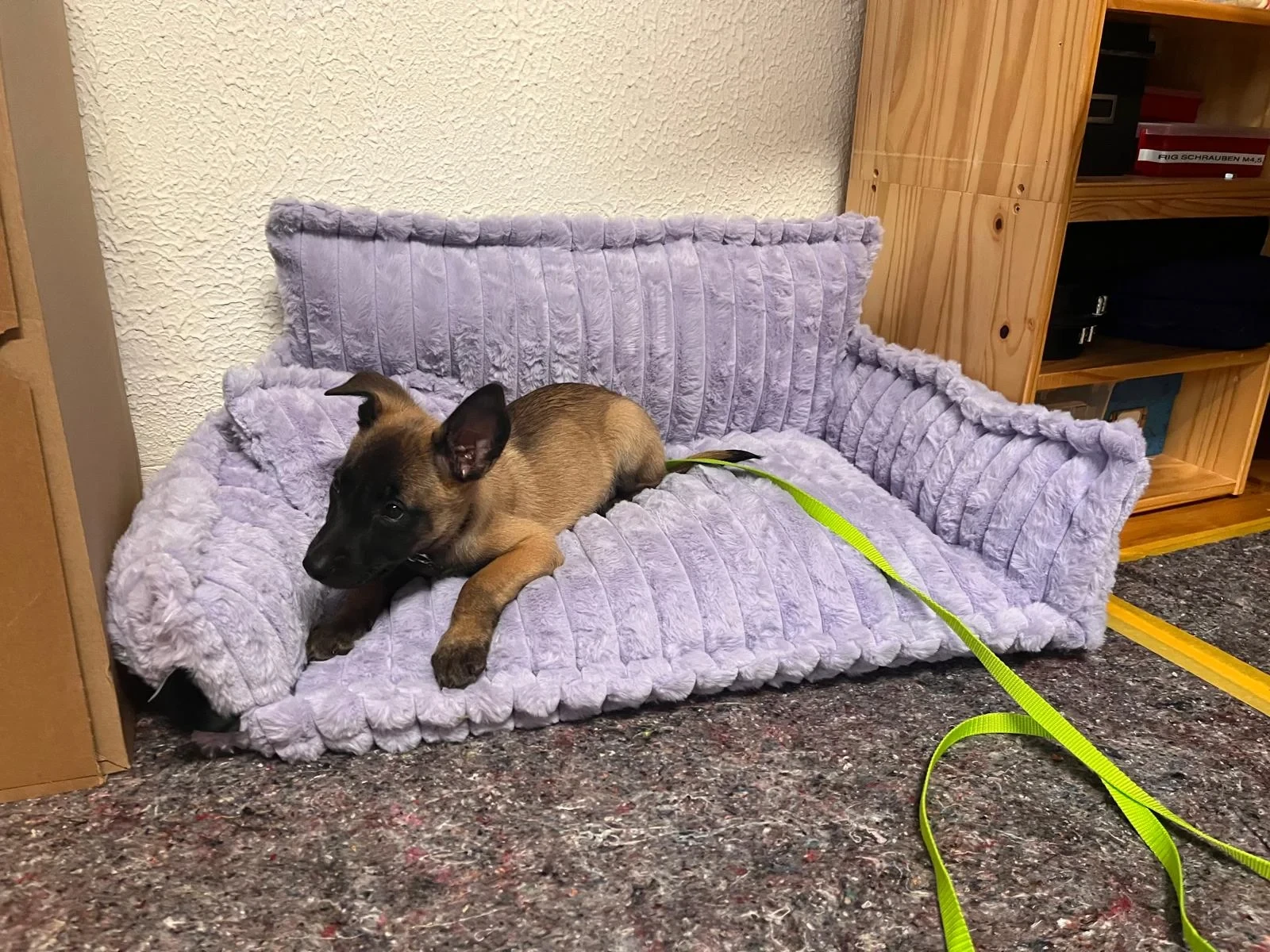 noviclass Haustiersofa Chaffar